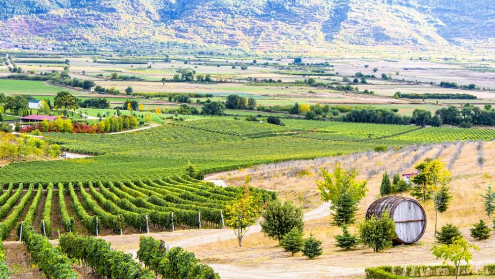 Sun-drenched boutique vineyards on a southern slope in the Thracian Valley with the Rhodope Mountains in the background